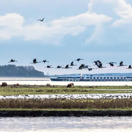Herzmuschel An Der Seebruecke זינקסט